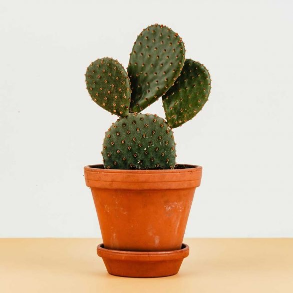 Cactus Plant