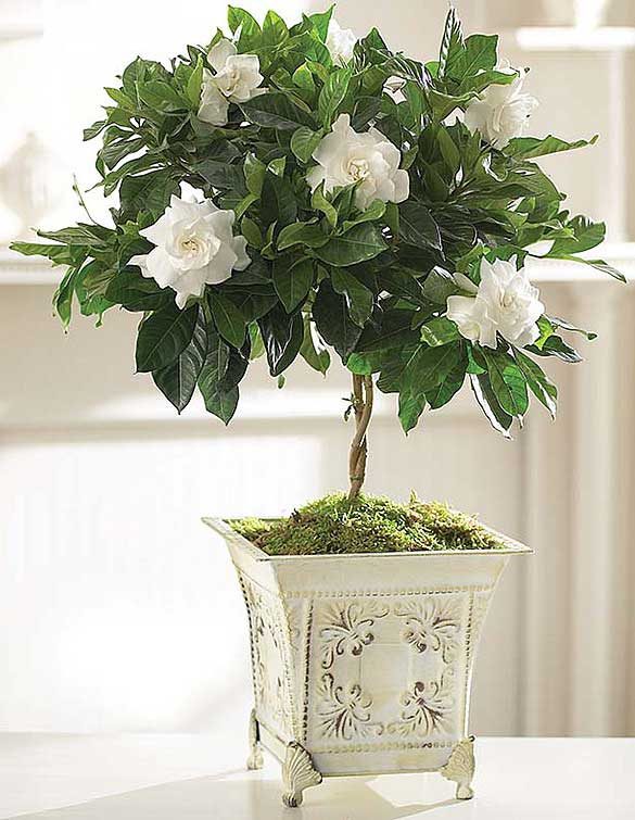 Gardenia Plant