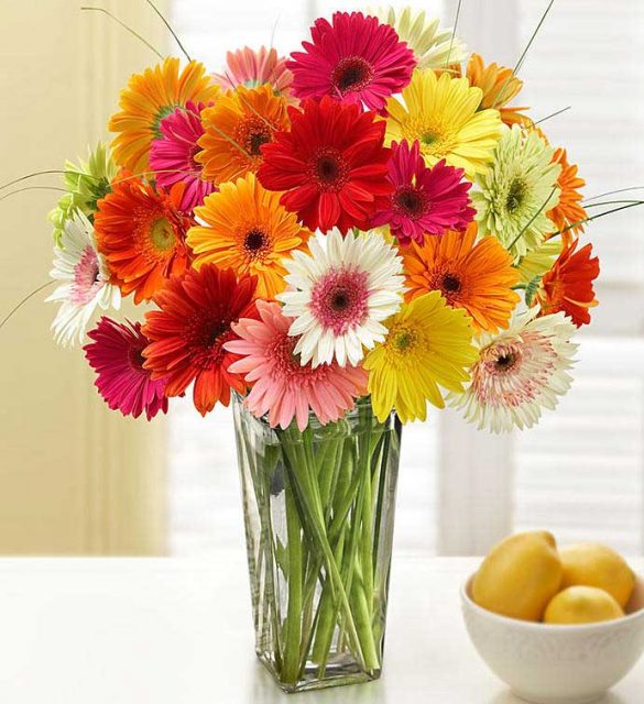 Gerbera Daisies