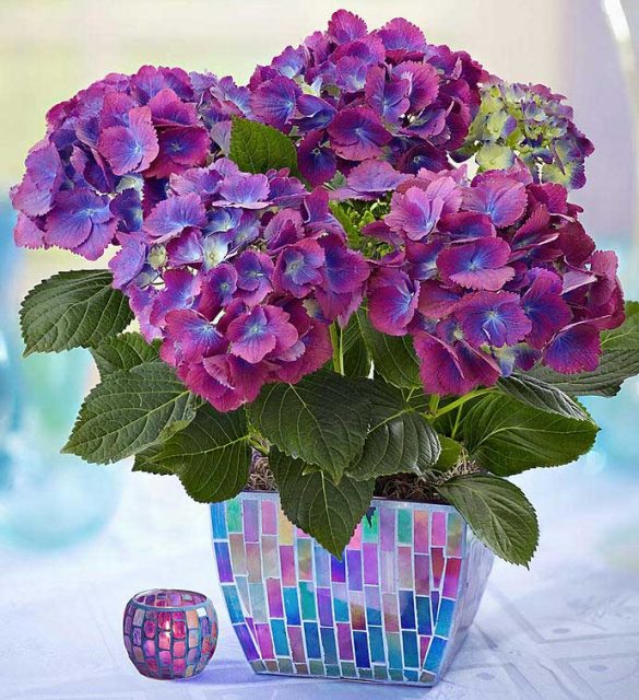 Hydrangea Plant