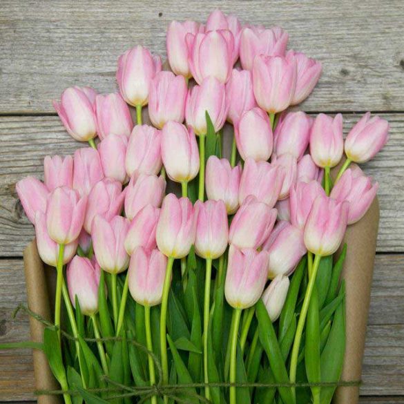 Pink Tulips