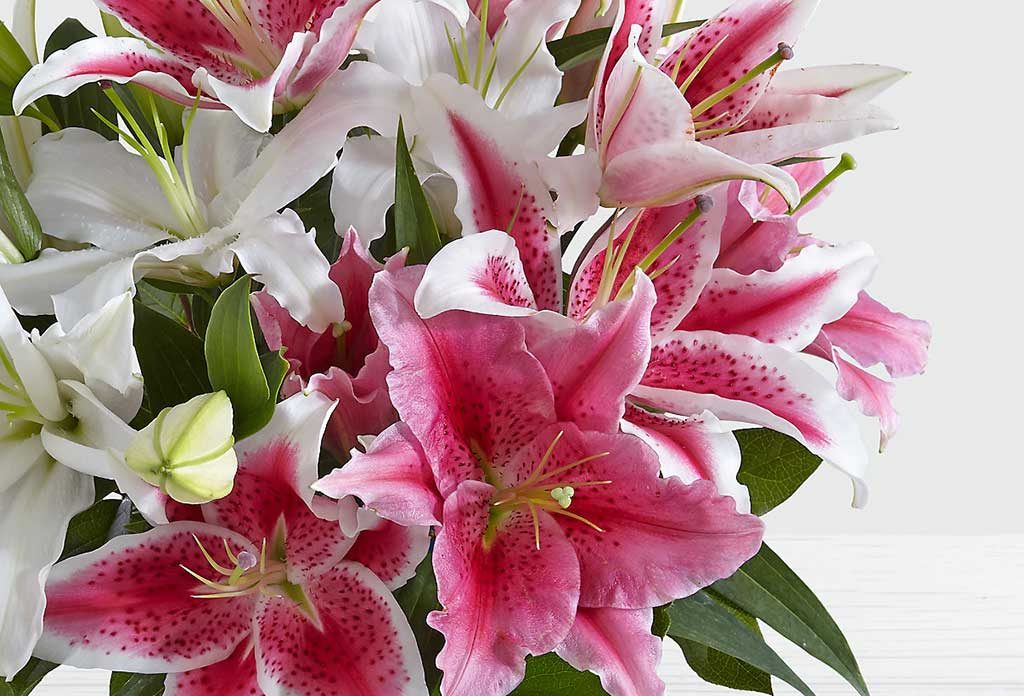 Lilies